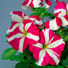 Петунія великоквіткова Tango Rose star, 500 шт, Hem Genetics