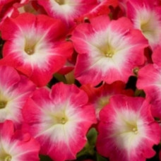 Петунія великоквіткова Tango red morn, 10 шт, Hem Genetics