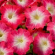 Петунія великоквіткова Tango red morn, 1000 шт, Hem Genetics