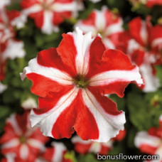 Петуния крупноцв Tritunia F1 Red Star