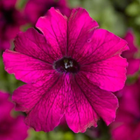 Петунія великоквіткова Tritunia F1 Burgundy, 1000 шт, Syngenta 