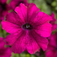 Петунія великоквіткова Tritunia F1 Burgundy, 1000 шт, Syngenta