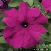 Петунія великоквіткова Tritunia F1 Purple, 1000 шт, Syngenta 