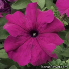 Петуния крупноцв Tritunia F1 Purple