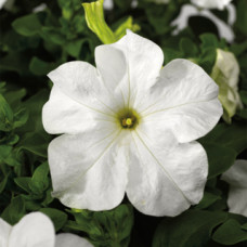 Петуния крупноцв Tritunia F1 Fresh White