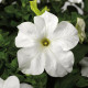 Петунія великоквіткова Tritunia F1 Fresh White, 1000 шт, Syngenta