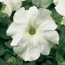 Петунія великоквіткова Tritunia F1 White, 1000 шт, Syngenta 