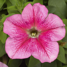 Петунія великоквіткова Tritunia F1 Pink Veined, 1000 шт, Syngenta 