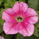 Петунія великоквіткова Tritunia F1 Pink Veined, 250 шт, Syngenta
