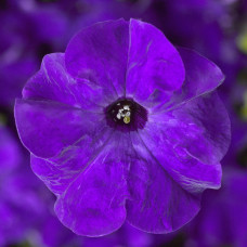 Петунія великоквіткова Tritunia F1 Blue, 10 шт, Syngenta 