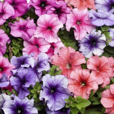 Петунія великоквіткова Tritunia F1 Veined Mix, 10 шт, Syngenta 