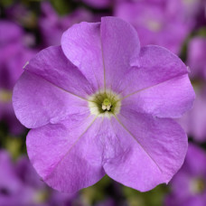 Петуния крупноцв Tritunia F1 Lavender