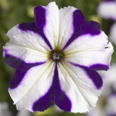 Петуния крупноцв Tritunia F1 Blue Star