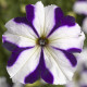 Петунія великоквіткова Tritunia F1 Blue Star, 250 шт, Syngenta