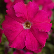 Петунія великоквіткова Tritunia F1 Rose, 1000 шт, Syngenta 