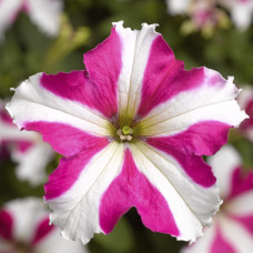 Петунія великоквіткова Tritunia F1 Rose Star, 1000 шт, Syngenta 