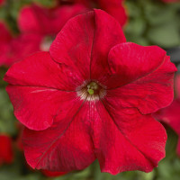 Петуния крупноцв Tritunia F1 Red