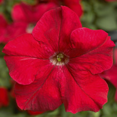 Петуния крупноцв Tritunia F1 Red