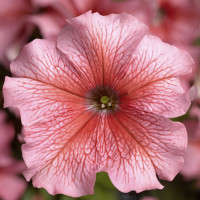 Петунія великоквіткова Tritunia F1 Salmon Veined, 10 шт, Syngenta 
