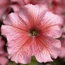 Петунія великоквіткова Tritunia F1 Salmon Veined, 1000 шт, Syngenta 