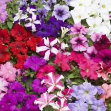 Петунія великоквіткова Tritunia F1 Mix, 100 шт, Syngenta 