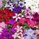 Петунія великоквіткова Tritunia F1 Mix, 250 шт, Syngenta