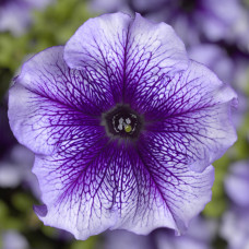 Петунія великоквіткова Tritunia F1 Blue Veined, 10 шт, Syngenta 