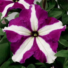 Петуния крупноцв Tritunia F1 Purple Star