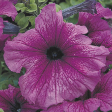 Петуния крупноцв Tritunia F1 Plum
