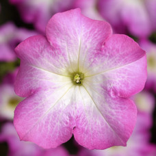 Петуния крупноцв Tritunia F1 Pink Morn