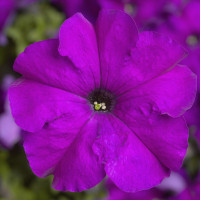 Петунія великоквіткова Tritunia F1 Violet, 250 шт, Syngenta 