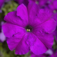 Петунія великоквіткова Tritunia F1 Violet, 100 шт, Syngenta 