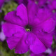 Петунія великоквіткова Tritunia F1 Violet, 50 шт, Syngenta