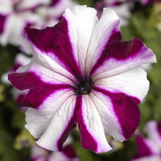 Петунія великоквіткова Tritunia F1 Crimson Star, 5000 шт, Syngenta 