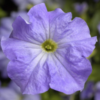 Петунія великоквіткова Tritunia F1 Sky Blue, 250 шт, Syngenta 