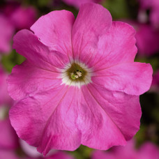 Петунія великоквіткова Tritunia F1 Pink, 10 шт, Syngenta 
