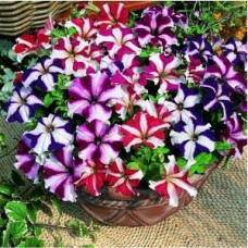 Петунія великоквіткова Tritunia F1 Star Mix, 10 шт, Syngenta 