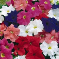 Петуния крупноцв Tritunia F1 Uni Mix