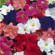 Петунія великоквіткова Tritunia F1 Uni Mix, 10 шт, Syngenta 