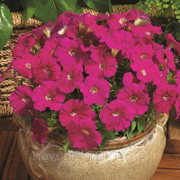 Петунія дрібноквіткова Picobella™ Carmine, 100 шт, Syngenta 