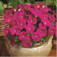 Петунія дрібноквіткова Picobella™ Carmine, 500 шт, Syngenta 