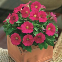 Петунія дрібноквіткова Picobella™ Pink, 1000 шт, Syngenta 