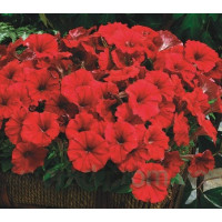 Петунія дрібноквіткова Picobella™ F1 Red, 100 шт, Syngenta 