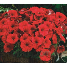 Петунія дрібноквіткова Picobella™ F1 Red, 25 шт, Syngenta 