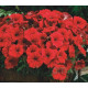 Петунія дрібноквіткова Picobella™ F1 Red, 500 шт, Syngenta