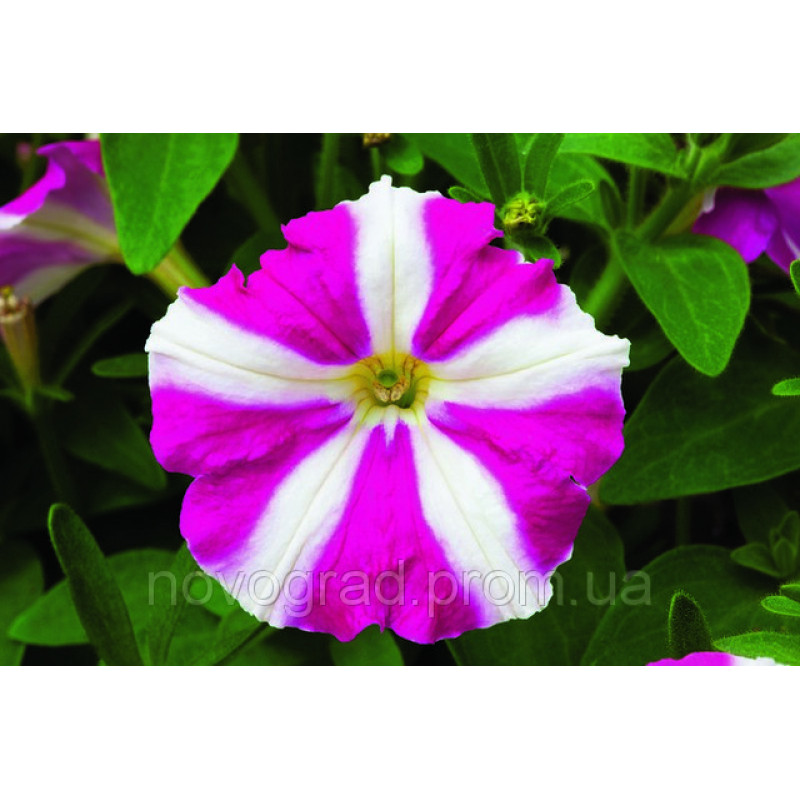 Петунія дрібноквіткова Picobella™ F1 Rose Star, 500 шт, Syngenta