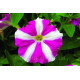 Петунія дрібноквіткова Picobella™ F1 Rose Star, 500 шт, Syngenta