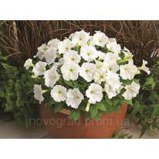 Петунія дрібноквіткова Picobella™ F1 White, 500 шт, Syngenta 