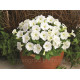 Петунія дрібноквіткова Picobella™ F1 White, 500 шт, Syngenta