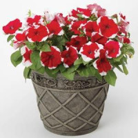Петуния мелкоцветковая Bella F1 Picotee Red